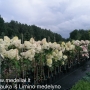 Hortenzija Šluotelinė (Hydrangea paniculata) 'Vanile Fraise' medelis